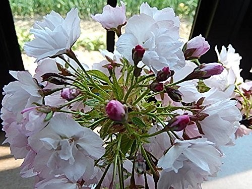  бонсай популярный Sakura бонсай . -слойный ... Sakura бонсай . дом .. цветок видеть . можно наслаждаться 
