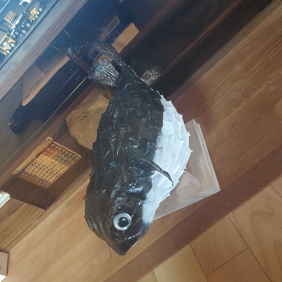 品質保証格安】 ヤフオク! - イシガキフグ(ハリセンボンの仲間)の剥製