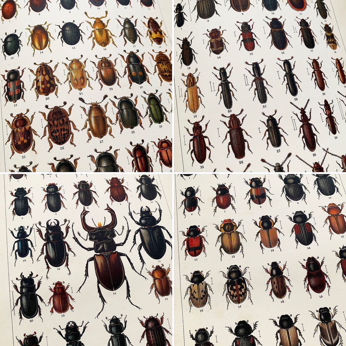 [562種類の美しい昆虫のリトグラフ]チェコの古い昆虫図鑑(ATLAS BROUKUⅠ1903年)/アンティーク ヴィンテージ ヨーロッパ 雰囲気◎/