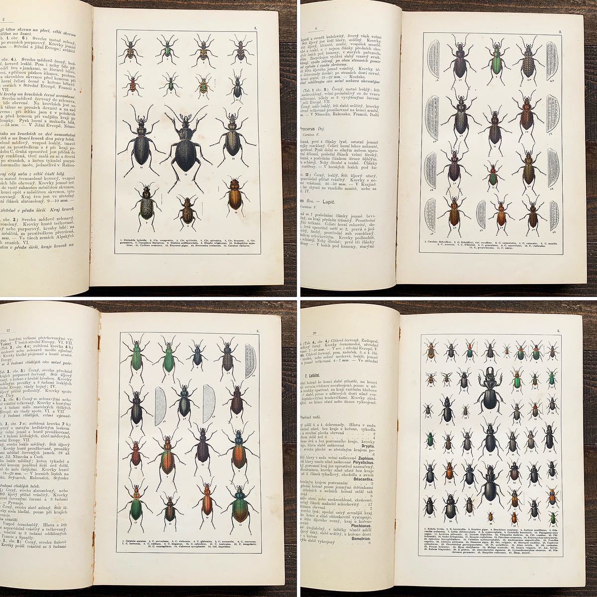 562種類の美しい昆虫のリトグラフ]チェコの古い昆虫図鑑(ATLAS 
