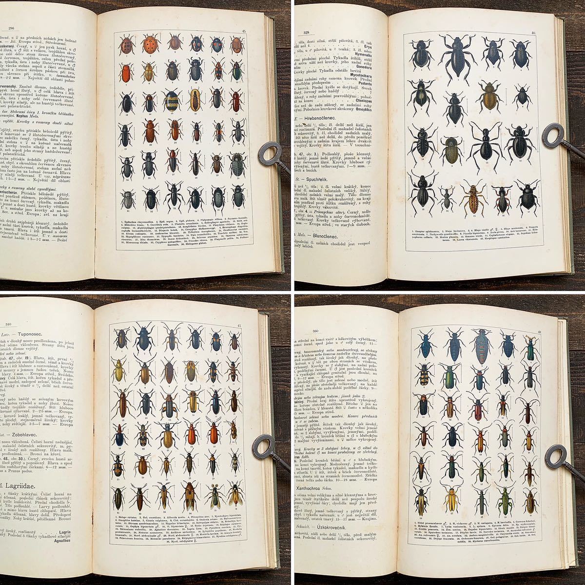 公式クーポン [788種類の美しい昆虫のリトグラフ]チェコの古い昆虫図鑑(ATLAS BROUKUⅡ1903年)/アンティーク ヴィンテージ ヨーロッパ 雰囲気◎/