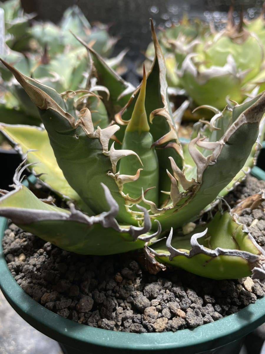 オテロイ Coyote オテロイ オアハカ現地株 発根済 plants アガベ み