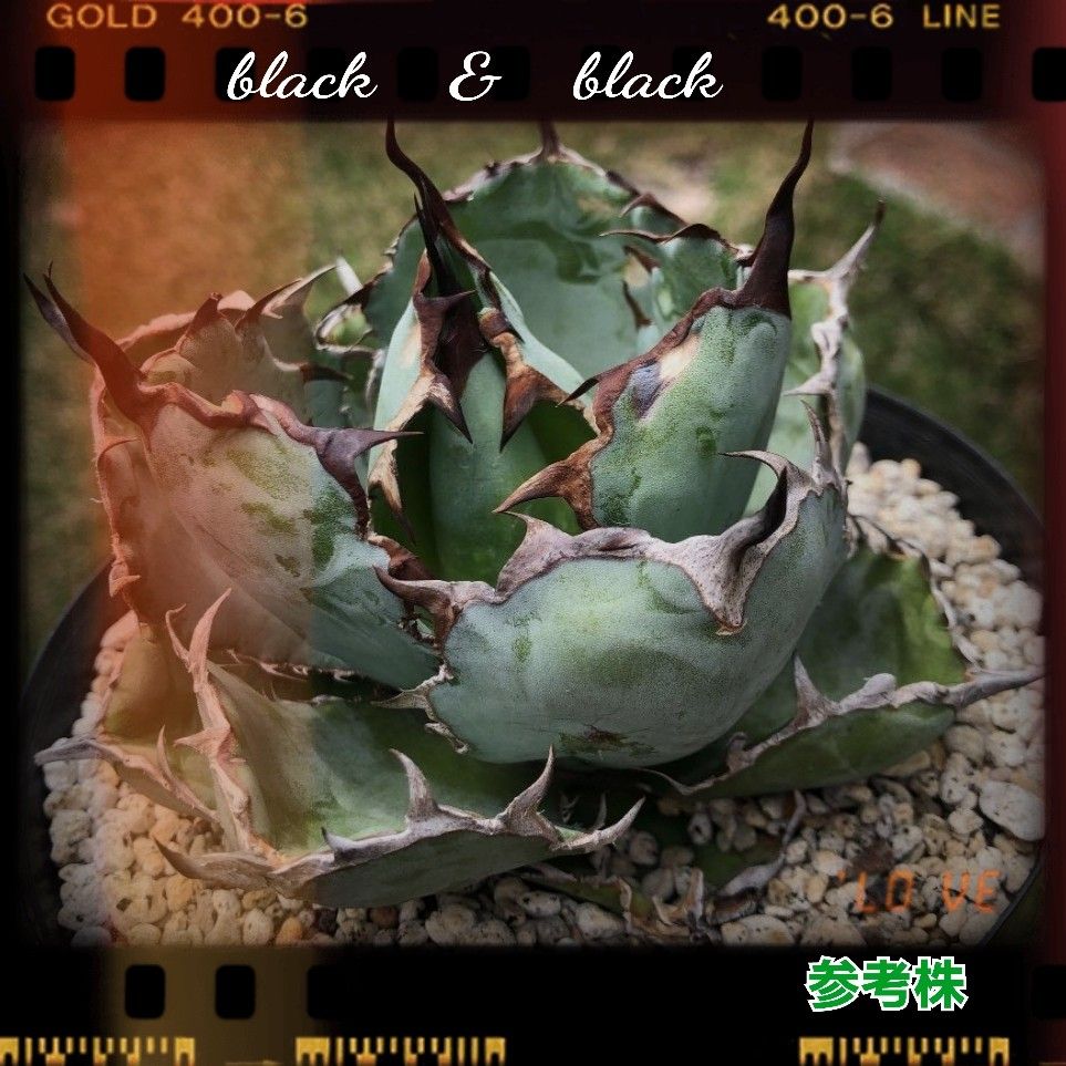 アガベ　チタノタ　人気！ブラック&ブルー　極上優良血統子株厳選　ブルー系の葉の色と黒い鋸歯が美しいチタノタです！