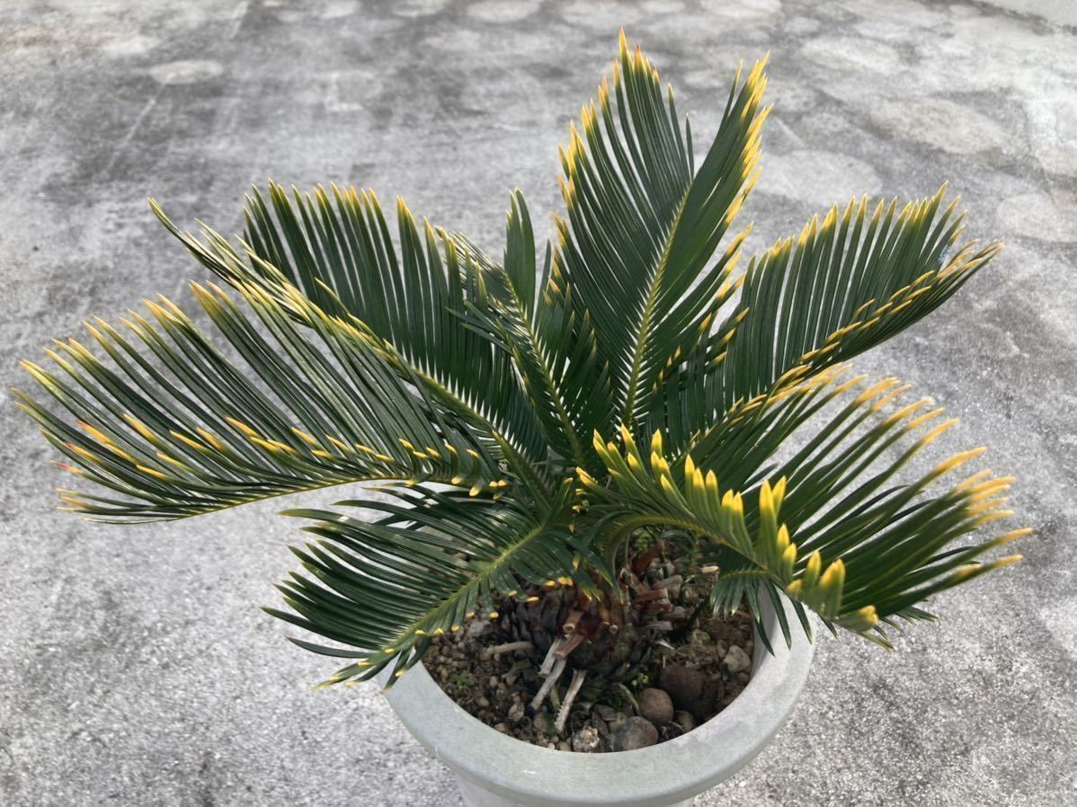  gold . cycad . iron 8 number cycad rare rhinoceros rental . go in rare 
