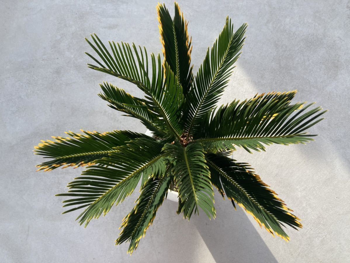  gold . cycad . iron 8 number cycad rare rhinoceros rental . go in rare 