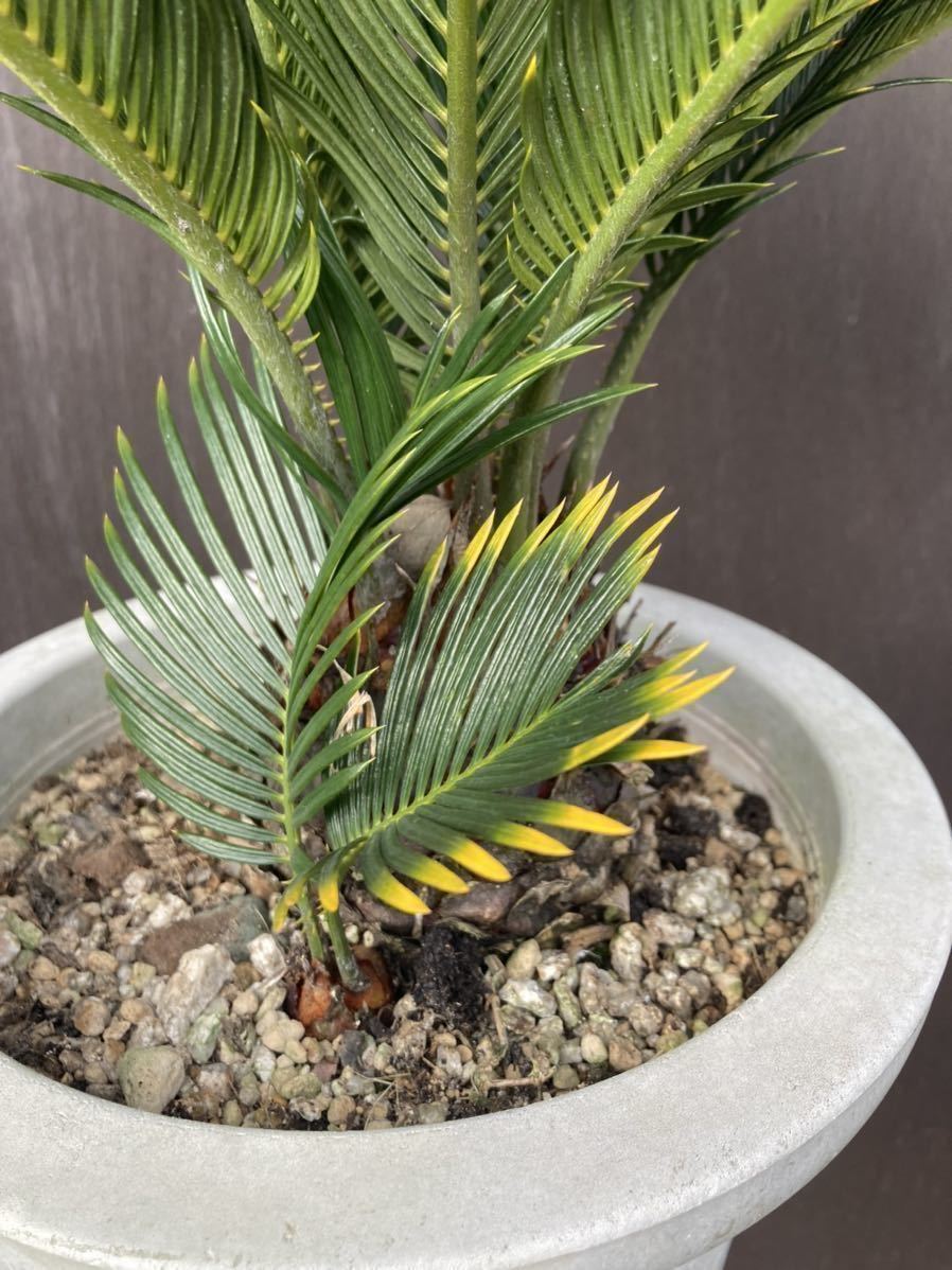  gold . cycad . iron 8 number cycad rare rhinoceros rental . go in rare 