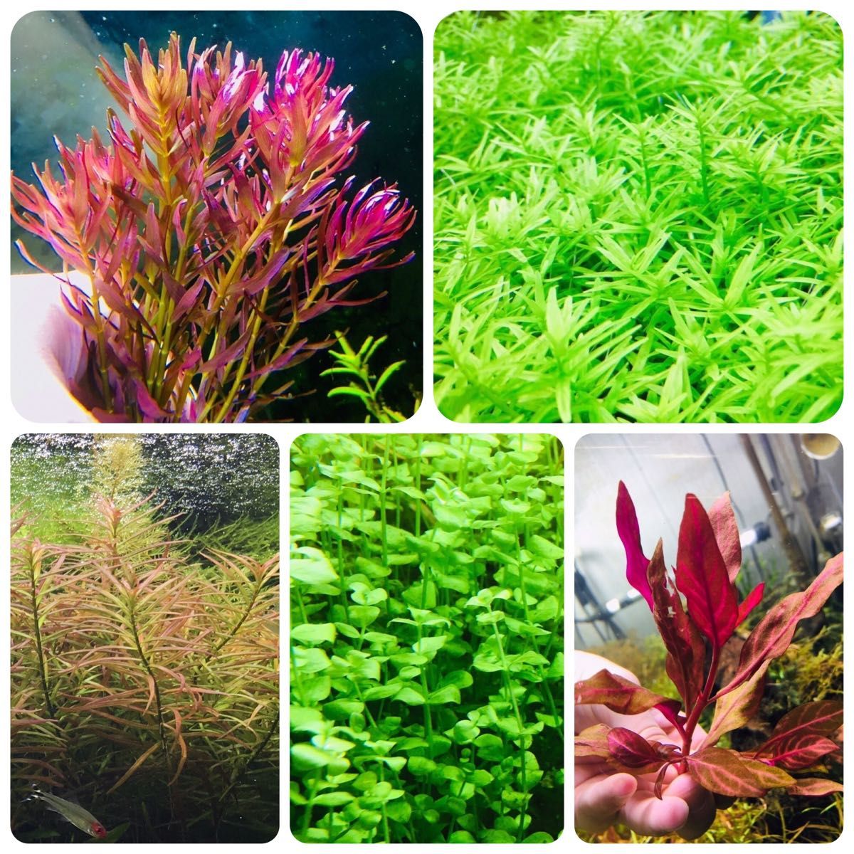 水草セット 5種類 水中葉 無農薬 無害虫 - ペット用品
