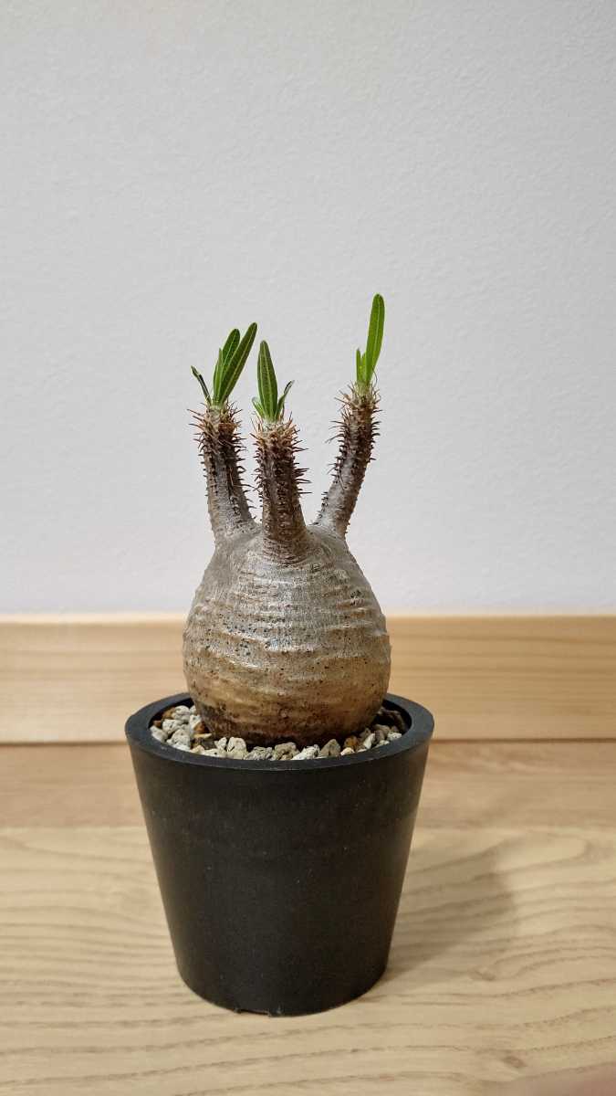 1円〜 まん丸 手乗り グラキリス 発根済　コーデックス 塊根植物 パキポディウム 　検索 ウィンゾリー マカイエンセ イノピナツム パキプス_画像3