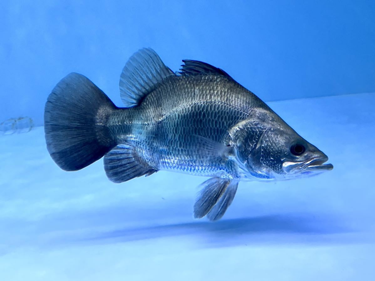 AquashopTR☆鬼ゾリ☆ウルトラショートバラマンディ22㎝± 熱帯魚 ...