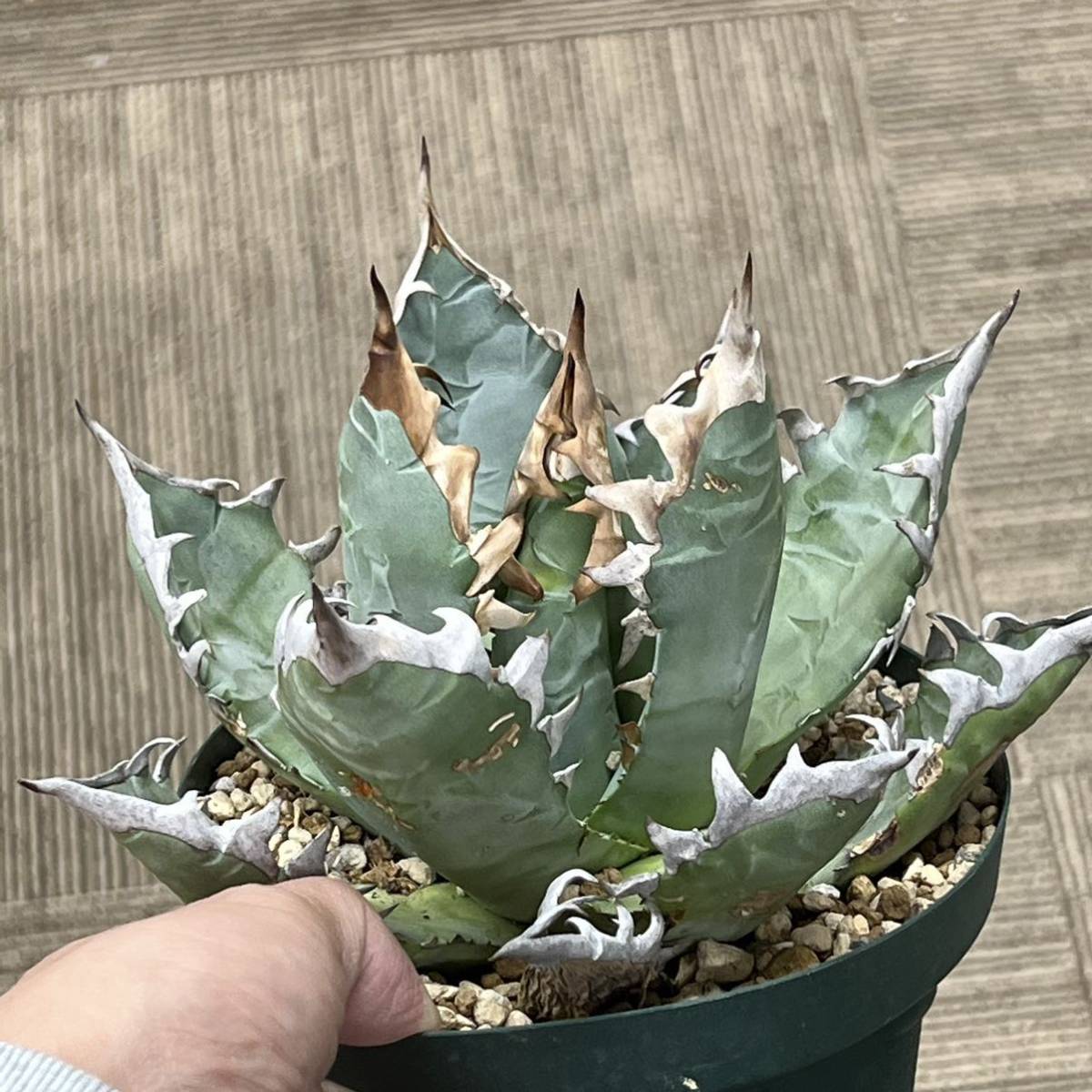 【KAS】 Agave Oteroi Mexico /　アガベ オテロイ オアハカ 育成株 チタノタ titanota KO2192_画像5