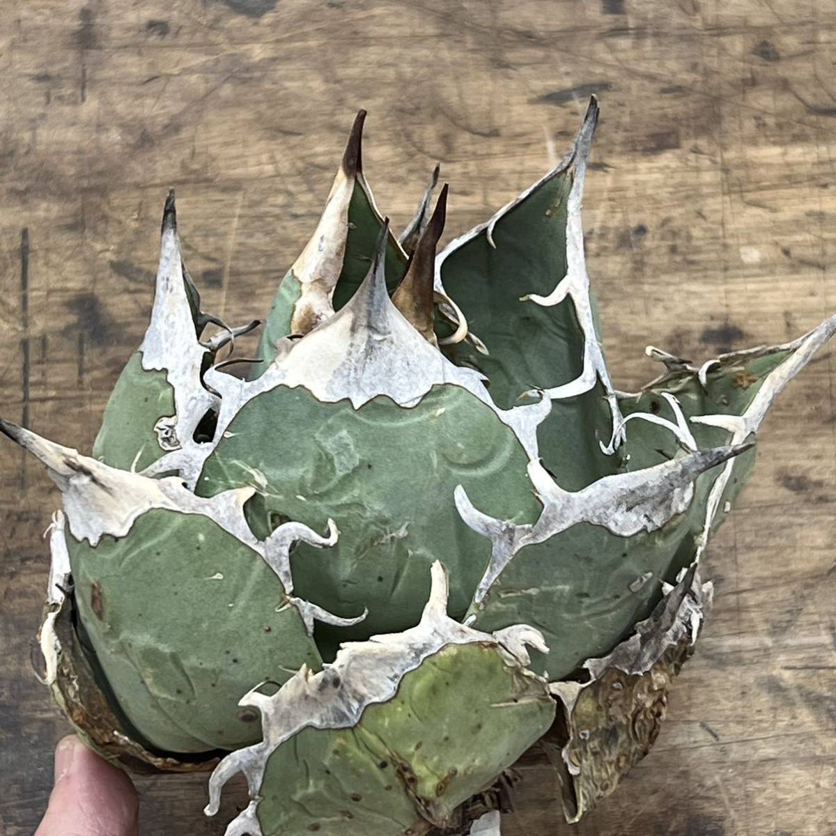 Agave Oteroi Mexico / アガベ オテロイ オアハカ M230 【KOBE AGAVE SHOP】_画像2