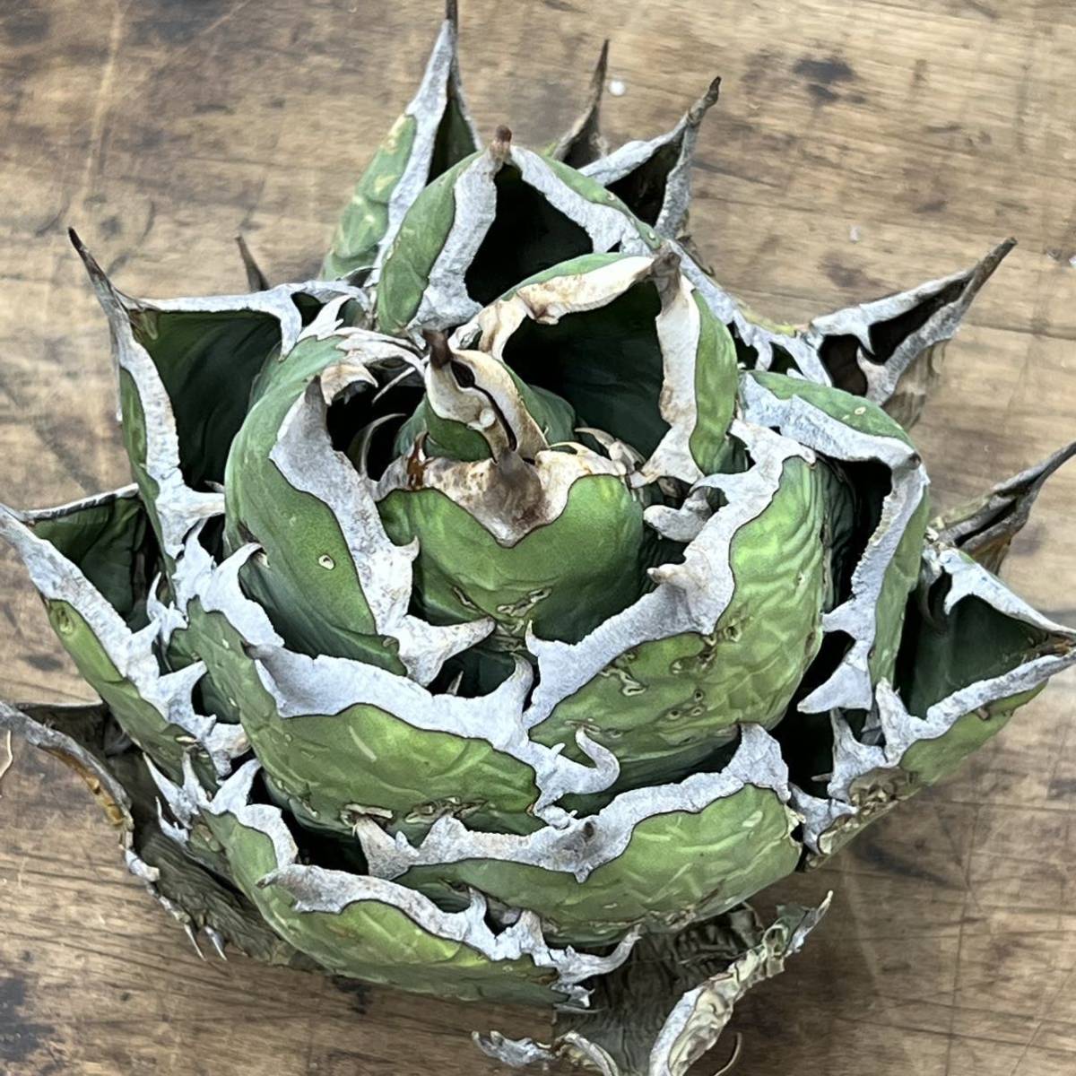 Agave Oteroi Mexico / アガベ オテロイ オアハカ M209 【KOBE AGAVE SHOP】_画像1