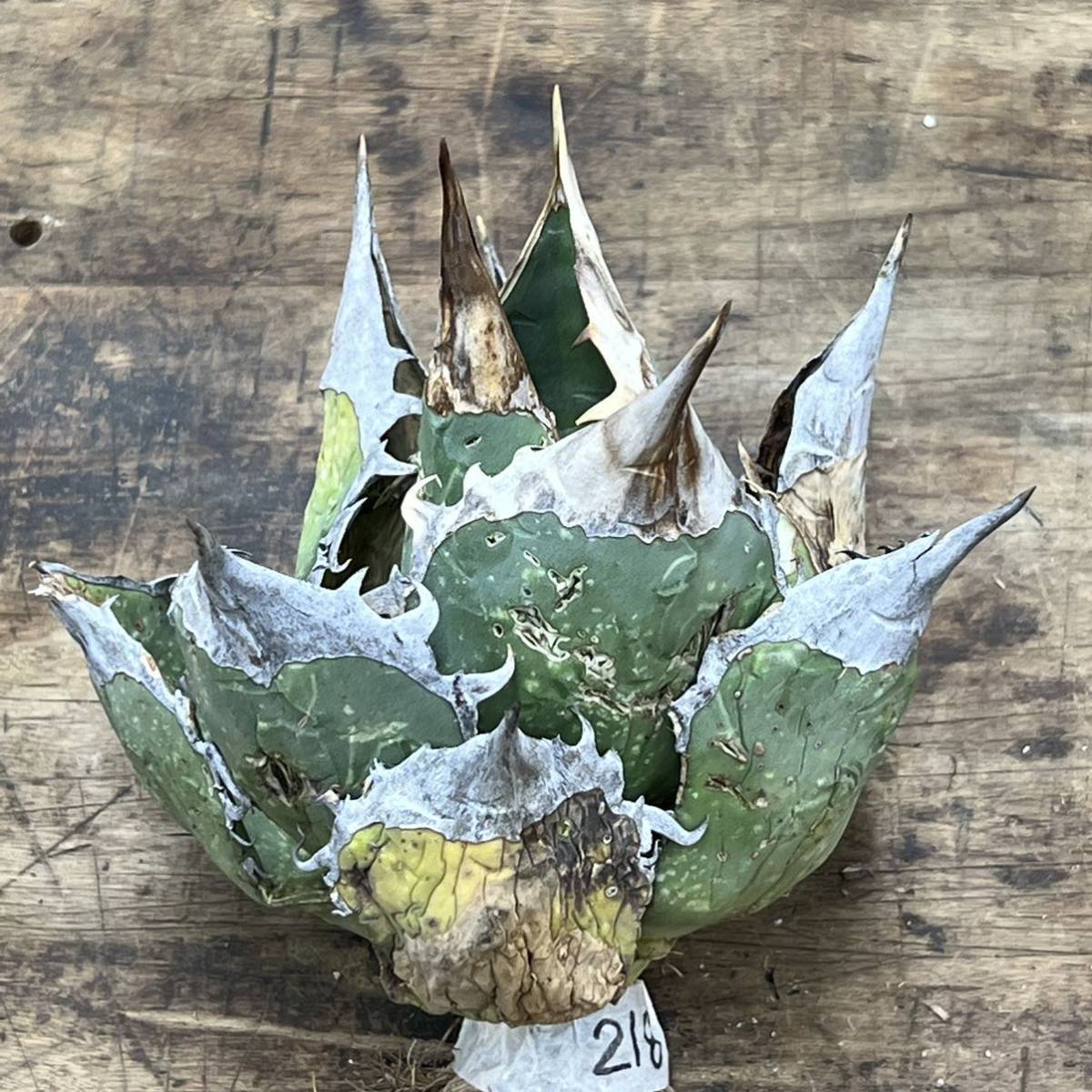 Agave Oteroi Mexico / アガベ オテロイ オアハカ M218 【KOBE AGAVE SHOP】_画像7