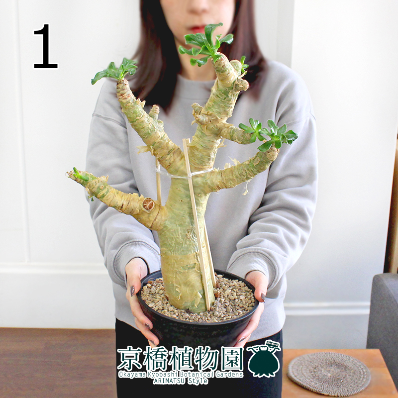 【現品】チレコドン・パニクラータス（パニクラーツス） 6号 黒セラアート鉢 発根済（1）Tylecodon paniculatus_画像1