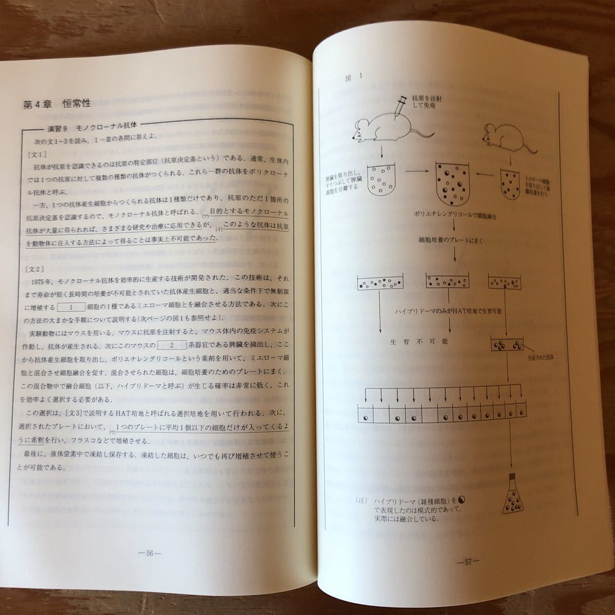 K3JJ2-230228 レア［東大・京大生物 2004年 夏期講習会 4005 代々木ゼミナール］セントラルドグマ 恒常性_画像6