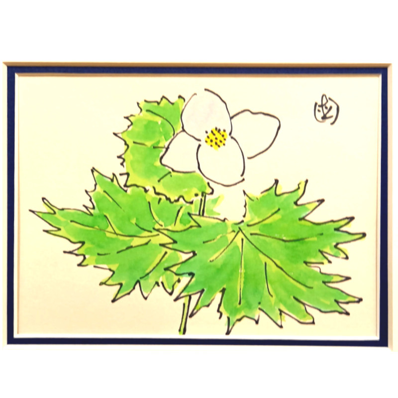 当店だけの限定モデル 坂本直行 しらねあおい 水彩画 八ツサイズ 未