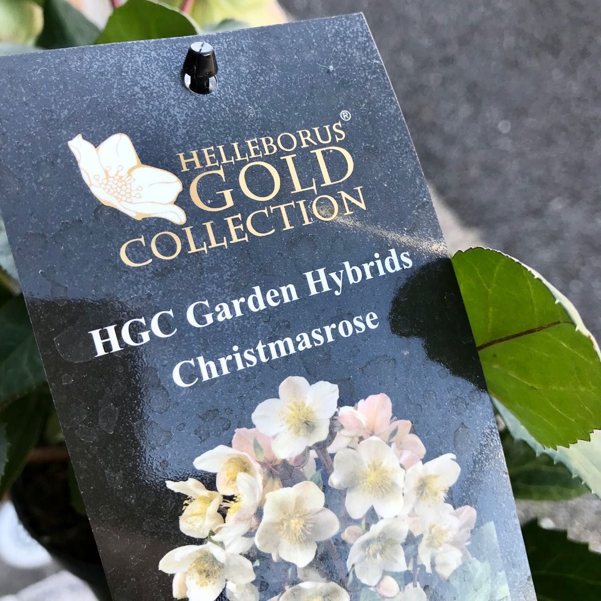 クリスマスローズ HGC ガーデンハイブリッド|Yahoo!フリマ(旧 クリスマスローズ HGC ガーデンハイブリッド|Yahoo!フリマ(旧
