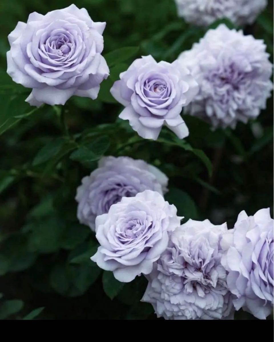 もっとも青い青薔薇 ブルー 四季咲き 強香 薔薇苗 バラ|Yahoo もっとも青い青薔薇 ブルー 四季咲き 強香 薔薇苗 バラ|Yahoo