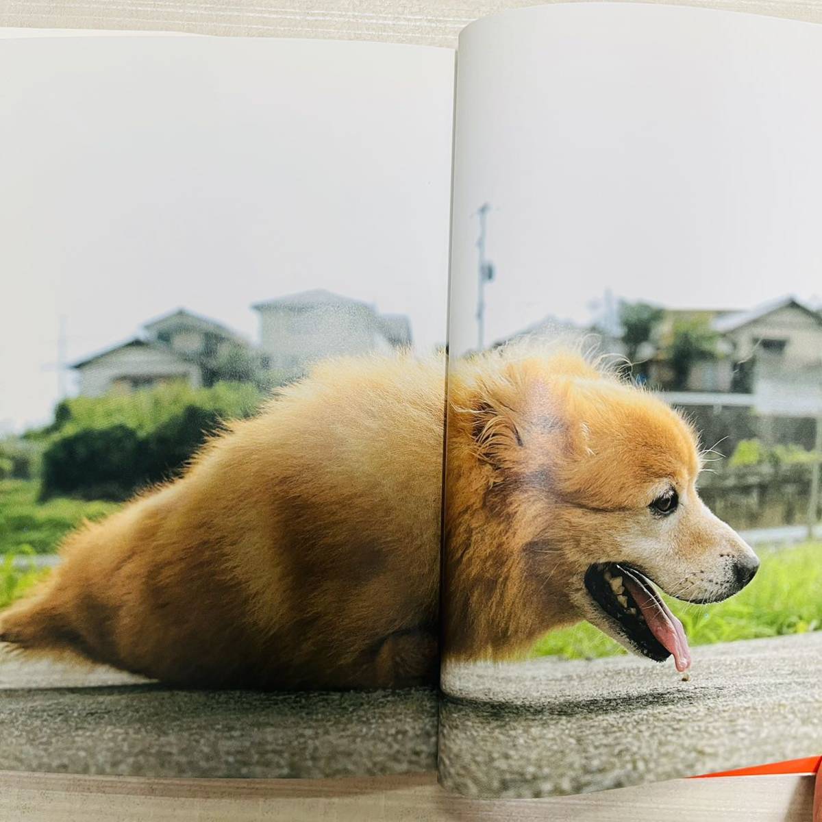  obstacle dog ta low ( Taro ). every day : all. legs .... discard dog. tears . laughing .. 11 year Sasaki .. Mishima regular 