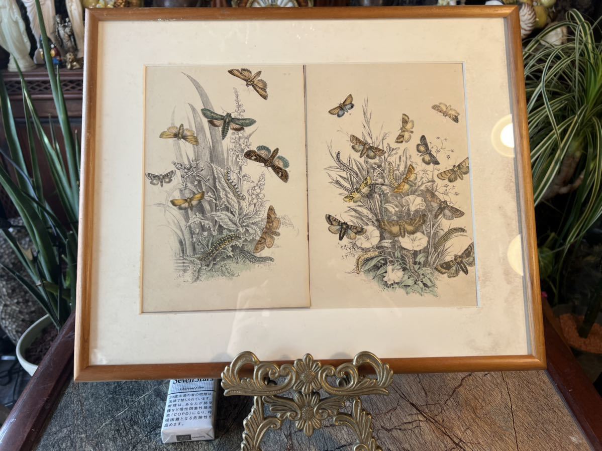 1860年 アンティーク 銅版画 手彩色 検索ワード 昆虫標本 蝶々