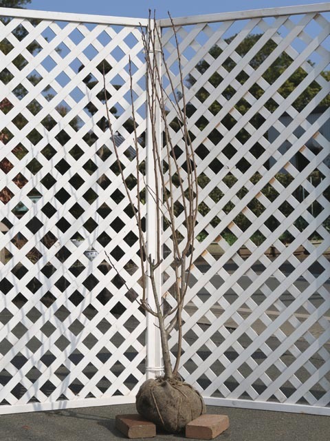 アロニア メラノカルパ 1.5m 露地 苗木