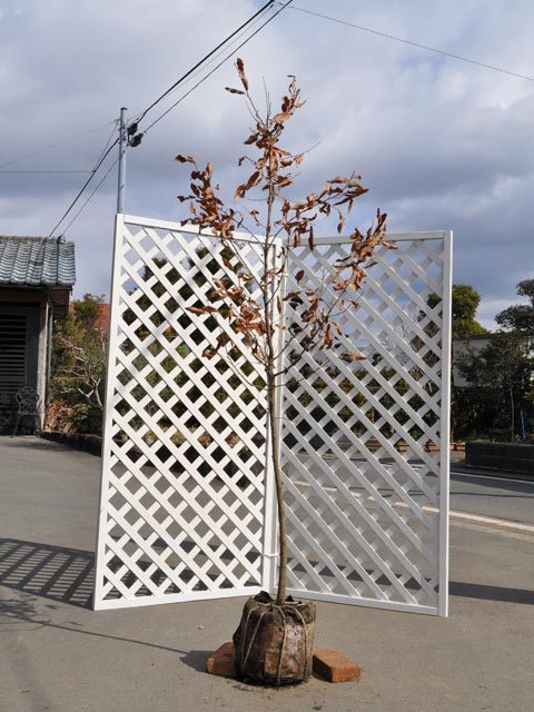 盆栽 赤松 樹高75cm 盆栽 赤松 樹高75cm