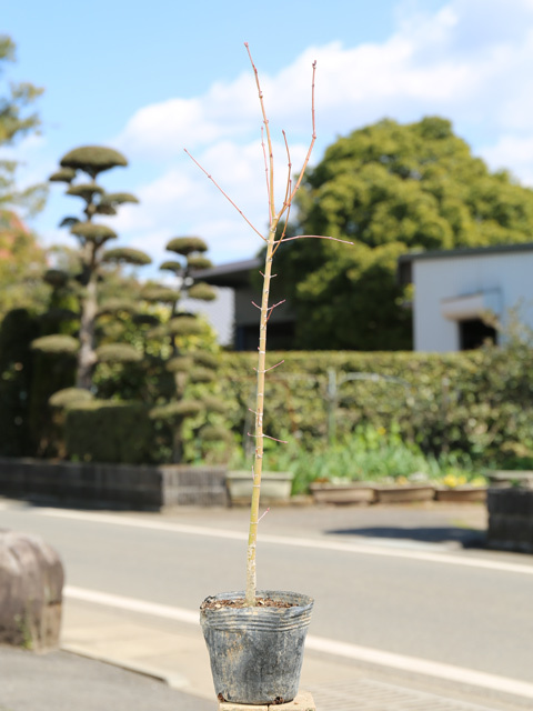 エゴノキ 樹高0.8m前後 10.5cmポット （100本セット）（送料無料） 苗 