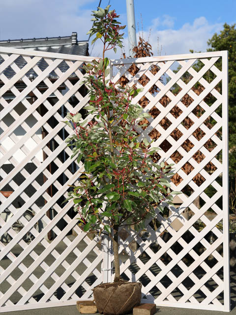 ロドレイア 単木 2.3m 露地 苗木