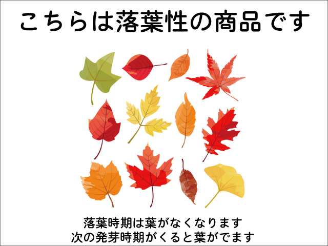 エゴノキ 株立ち 1.7m 露地 2本 苗木_画像6