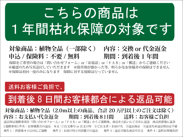 ソヨゴ 株立ち 2.5m 露地 2本 苗木_画像8