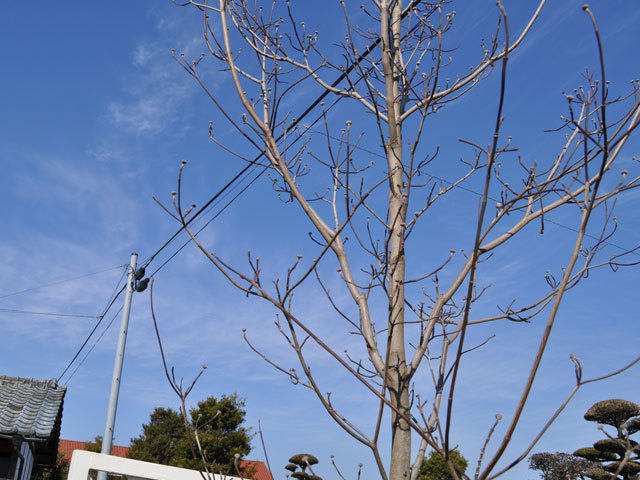 ハナミズキ 赤花 単木 2m 露地 苗木_画像5