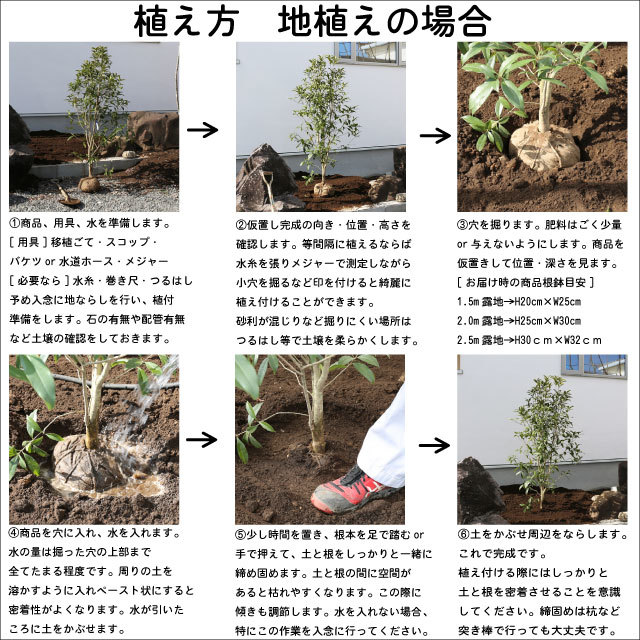 エゴノキ 株立ち 1.5m 露地 2本 苗木_画像10