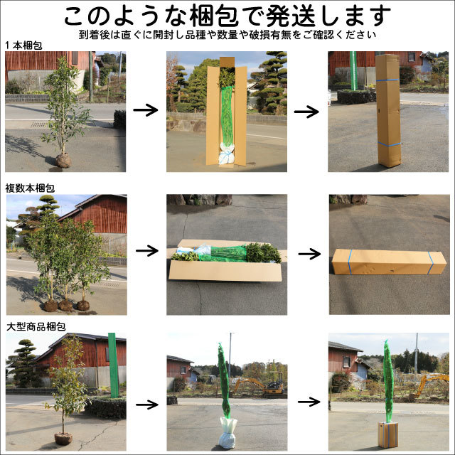 エゴノキ 株立ち 1.5m 露地 2本 苗木_画像9