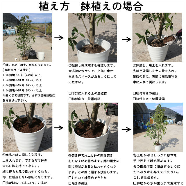  Mitsuba azalea 2.5m. ground 2 ps sapling 