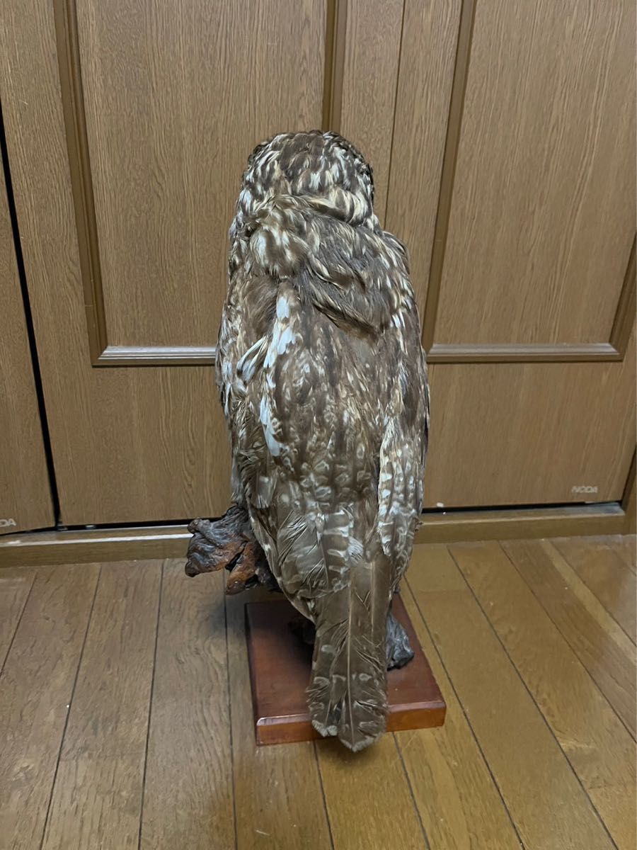 【最終値下げ】フクロウの剥製 値下げ フクロウの剥製
