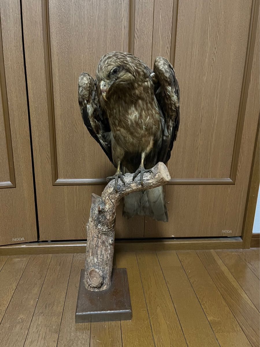 鷹?鷲?剥製です | skakbudin.is