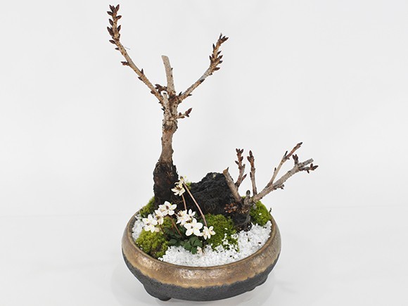  bonsai Sakura. .... large small. Sakura . small ba squid ou Len . lovely Sakura. park manner bonsai ceramics pot 6 number gift lovely stylish beginner present Sakura 