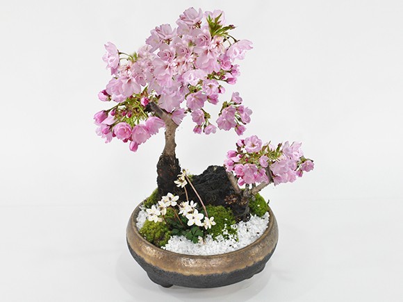  bonsai Sakura. .... large small. Sakura . small ba squid ou Len . lovely Sakura. park manner bonsai ceramics pot 6 number gift lovely stylish beginner present Sakura 