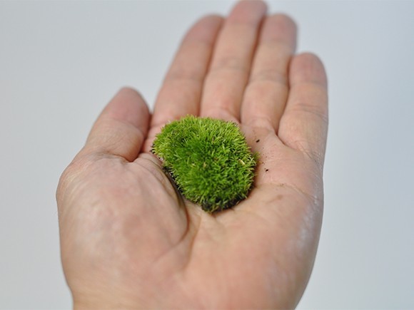 乾燥山苔　小 盆栽 苔玉 復活 テラリウム インテリア 栽培 庭 森 小さい 和風_画像4