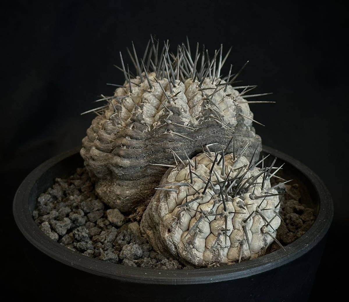 貴重 山木 コピアポア 黒王丸 Copiapoa cinerea ダブルヘッド 貴重 山木 コピアポア 黒王丸 Copiapoa cinerea ダブルヘッド
