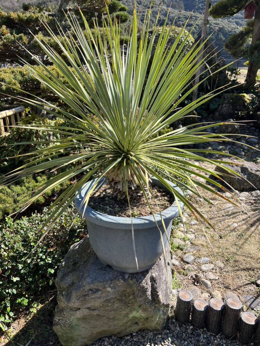 太株　ユッカ ロストラータ 発根　耐寒性-15 ドライガーデン 地植え シンボルツリー Yucca ガーデニング 庭_画像2