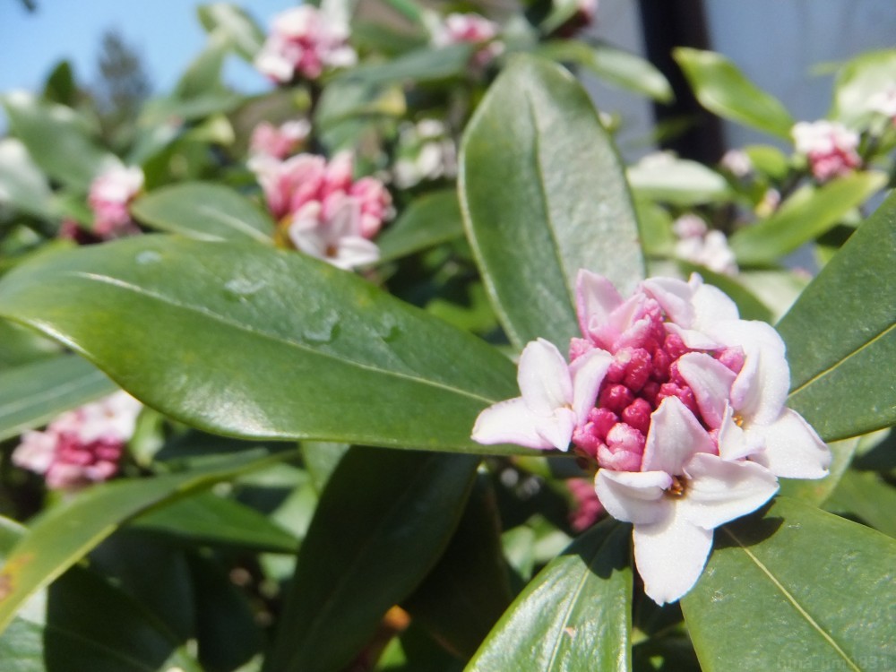 * winter daphne / Gin chouge* * red flower *.. tree seedling blooming expectation * evergreen tree three large . tree . spring blooming is good fragrance *^^*