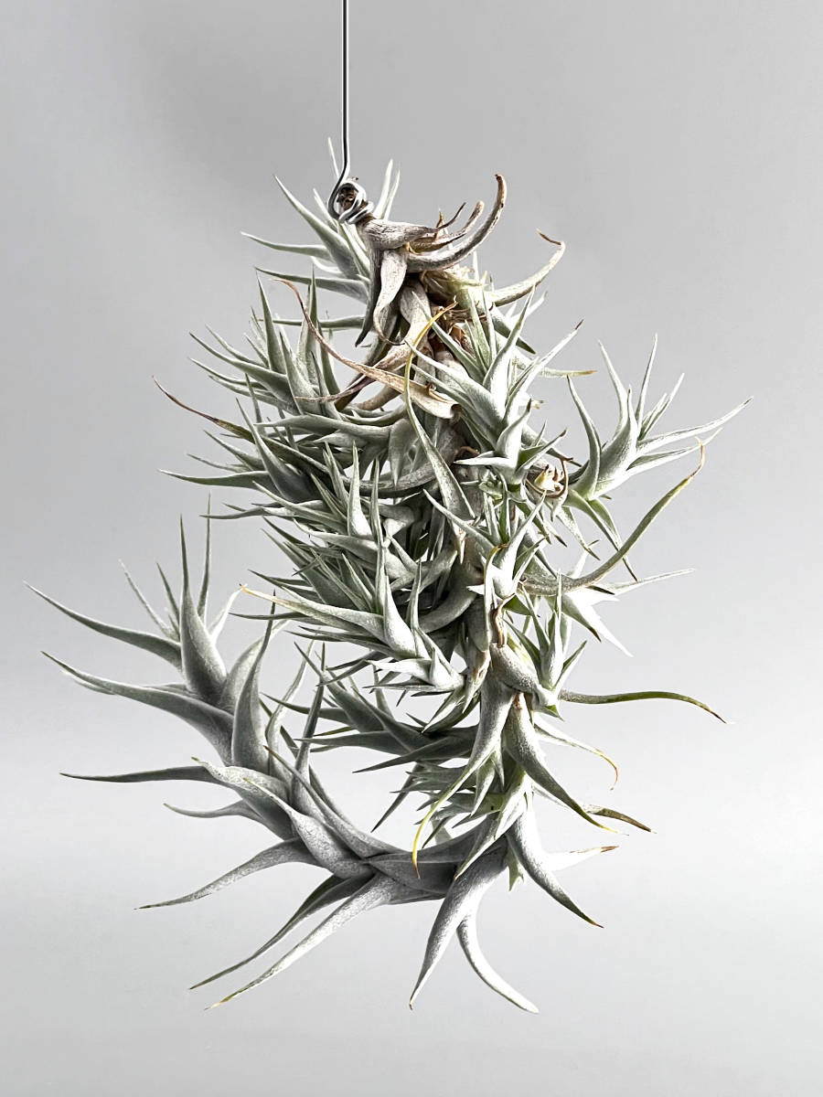チランジア・アルビダ・ミノール Tillandsia albida'Minor チランジア・アルビダ・ミノール Tillandsia albida'Minor