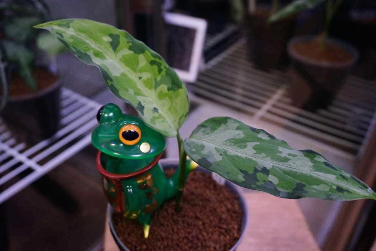 アグラオネマ ピクタム Endor LA091-03j LA便 ネームド株 増殖 アグラオネマ ピクタム Endor LA091-03j LA便 ネームド株 増殖