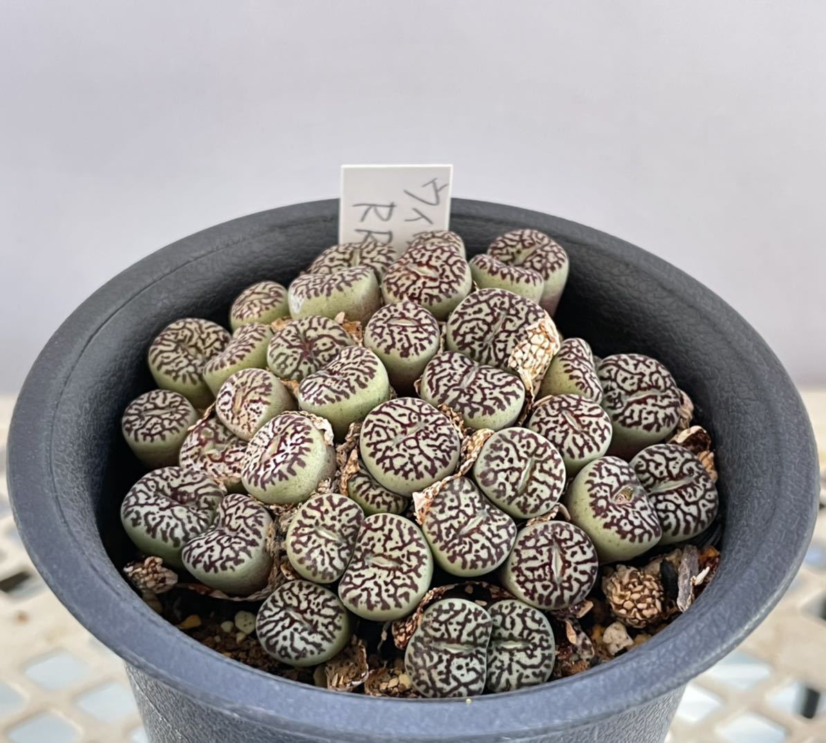 Yahoo!オークション - Conophytum wittebergense RR714 Yahoo!オークション - Conophytum wittebergense RR714