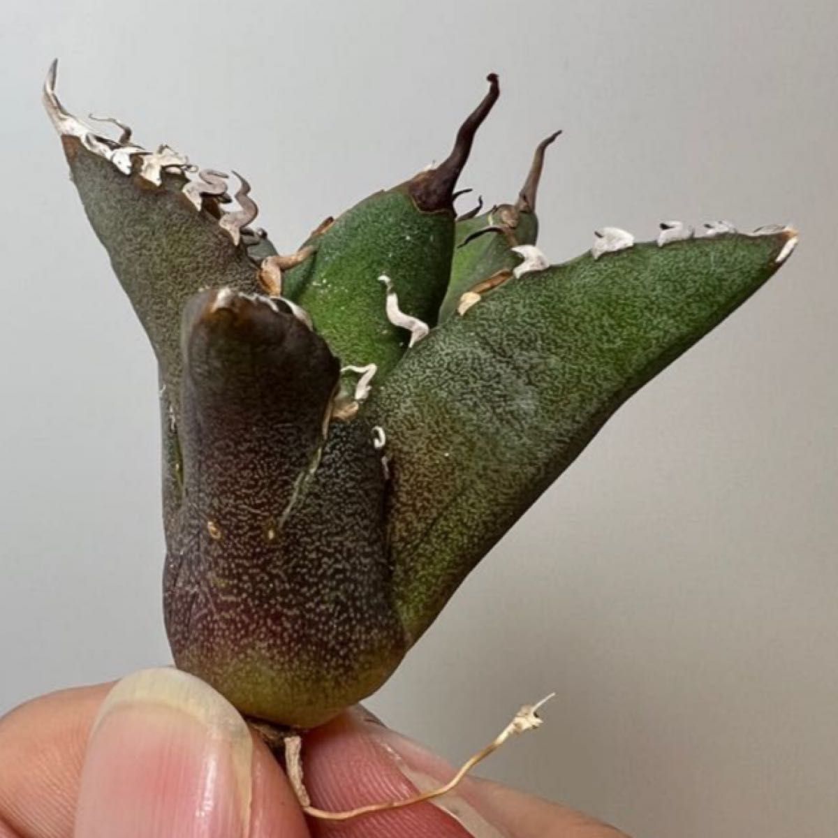 都内で チタノタ狂夕映とウィリンキーインドネシアSpのセット 植物