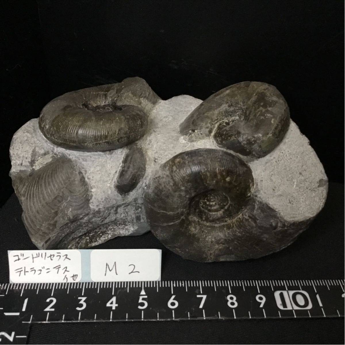 新色追加して再販 M2 北海道 三笠 アンモナイト 化石 ゴードリセラス