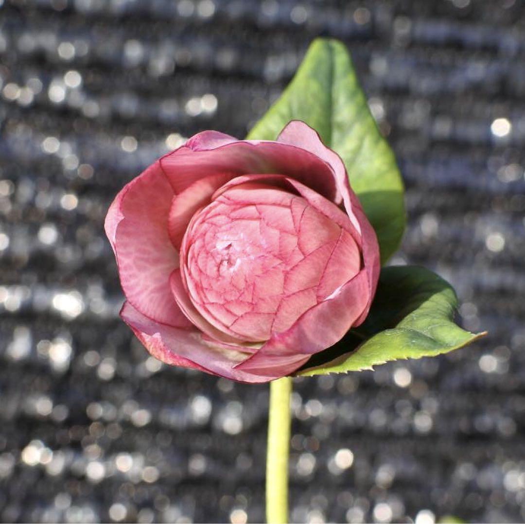 375開花株☆超多弁☆艶っぽい蕾♪【エクストリームホーム】限定1株 ...