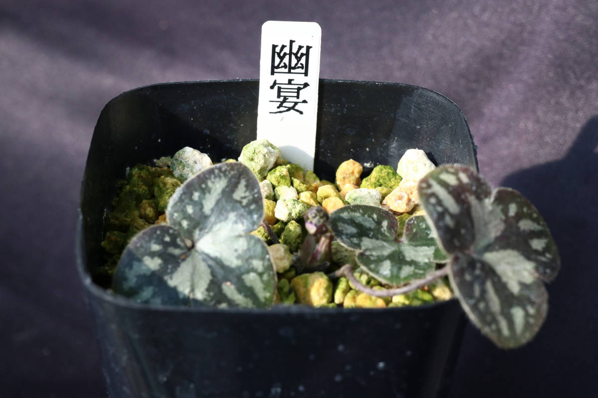 雪割草 交配種『開花中 第9回雪割草県の花大会 千重咲の部 金賞受賞花 ...