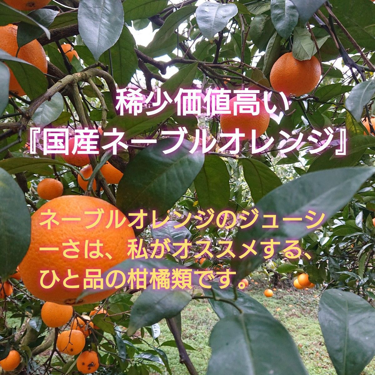 わけあり１０kg 熊本産 ネーブルオレンジ｜PayPayフリマ